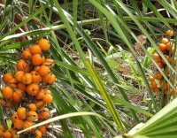 Saw Palmetto Alphamax Saw Palmetto estratto per prostata - Alphamax