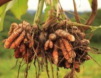 Curcuma Alphamax Curcuma equilibrio e benessere - Alphamax